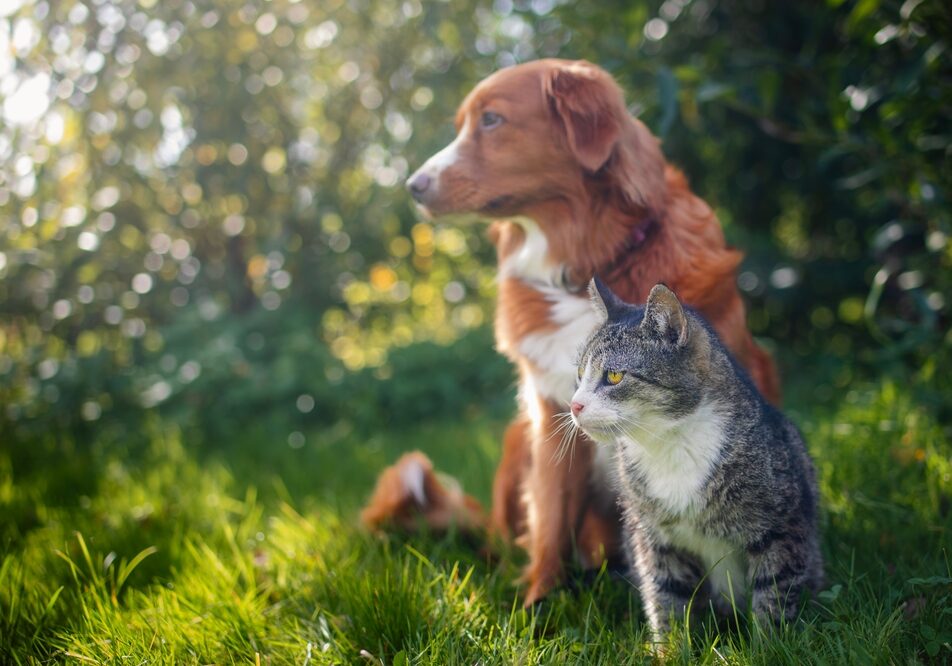 Cat,And,Dog,Sitting,Together,In,Grass,On,Sunny,Summer
